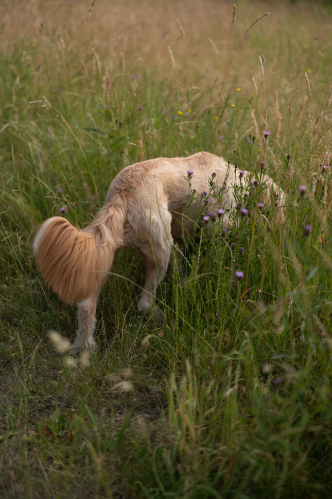 Hondenfotoshoot in natuurgebied Herperduin door Mini Maxi Dogs