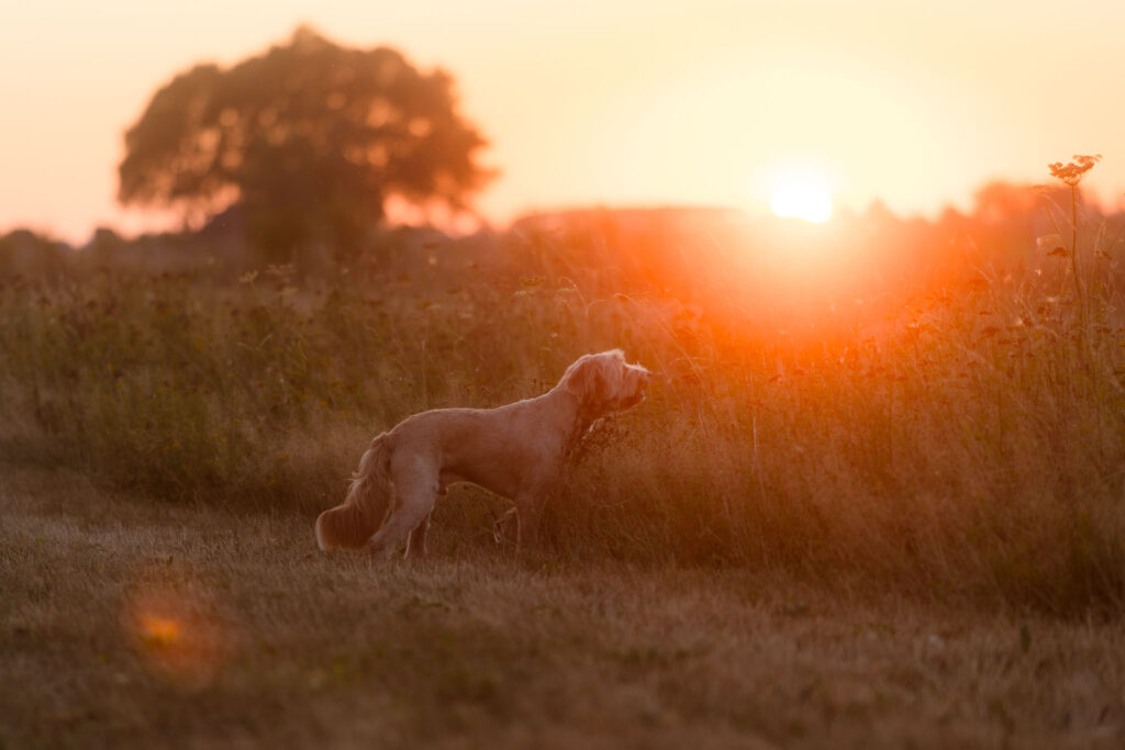 Hondenfotoshoot in het natuurgebied tussen Herpen en Ravenstein door Mini Maxi Dogs