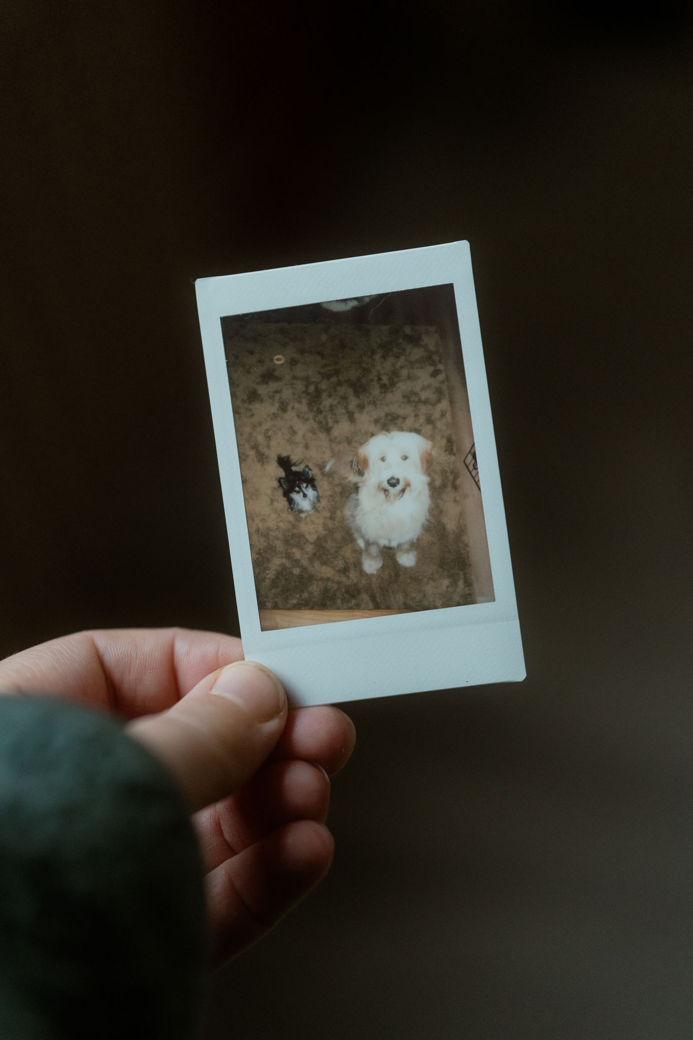 Polaroid foto van Dino en Finley als puppy, de inspiratie voor Mini Maxi Dogs