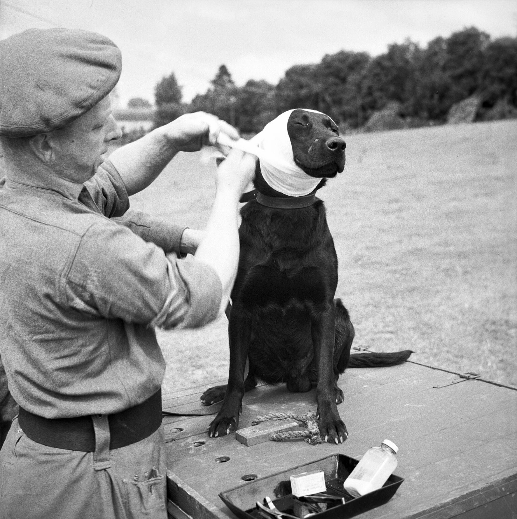 Zwarte hond ondergaat rustig een medische verzorging op een tafel, symbolisch voor Cooperative Care en positieve hondentraining bij Mini Maxi Dogs.