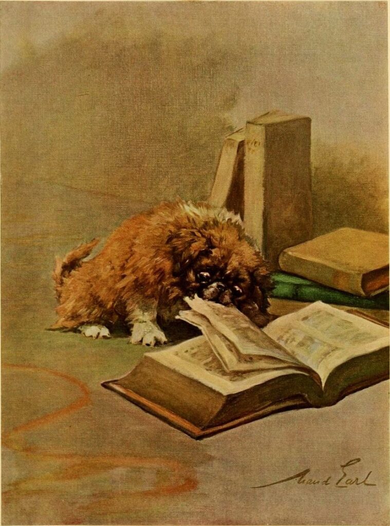 Klassieke illustratie van een klein hondje dat nieuwsgierig bladert in een groot boek, symbool voor gedrag begrijpen en hondentraining bij Mini Maxi Dogs.