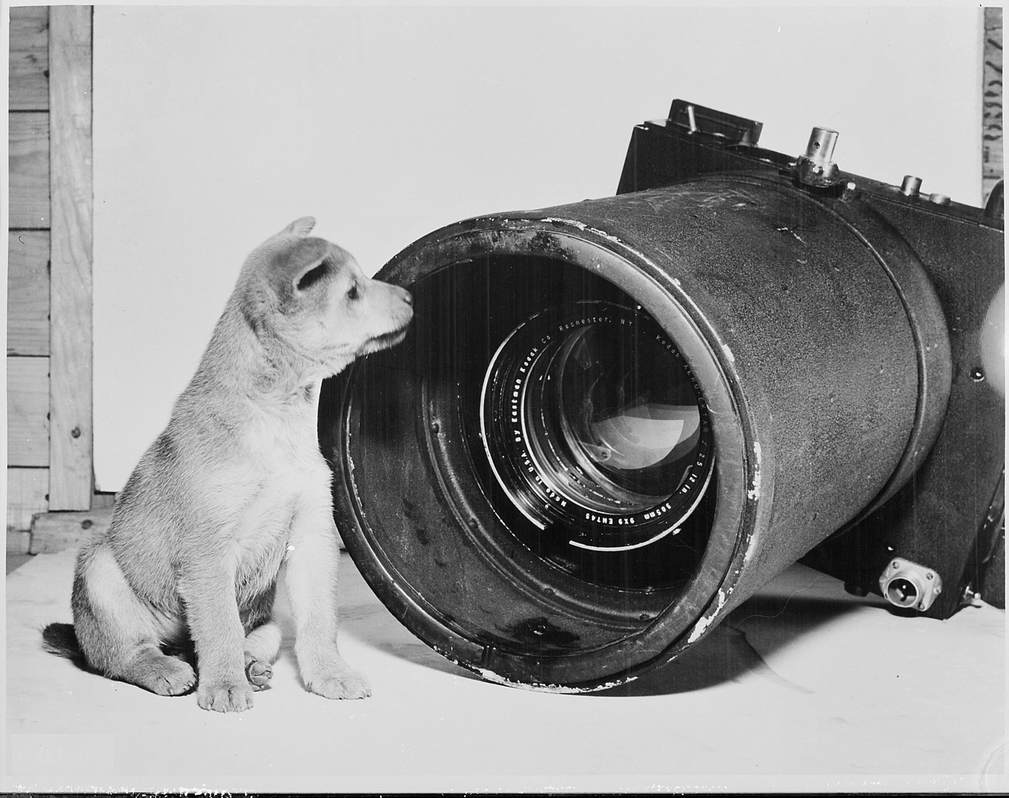 Nieuwsgierige puppy kijkt in een reusachtige camera, symbolisch voor ontspannen hondenfotografie door Mini Maxi Dogs in Herpen en Nijmegen.